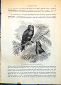 Antique Print Large-Beaked Cross-Bill Loxia Pityopsittacus Pine Tree C1874 19th