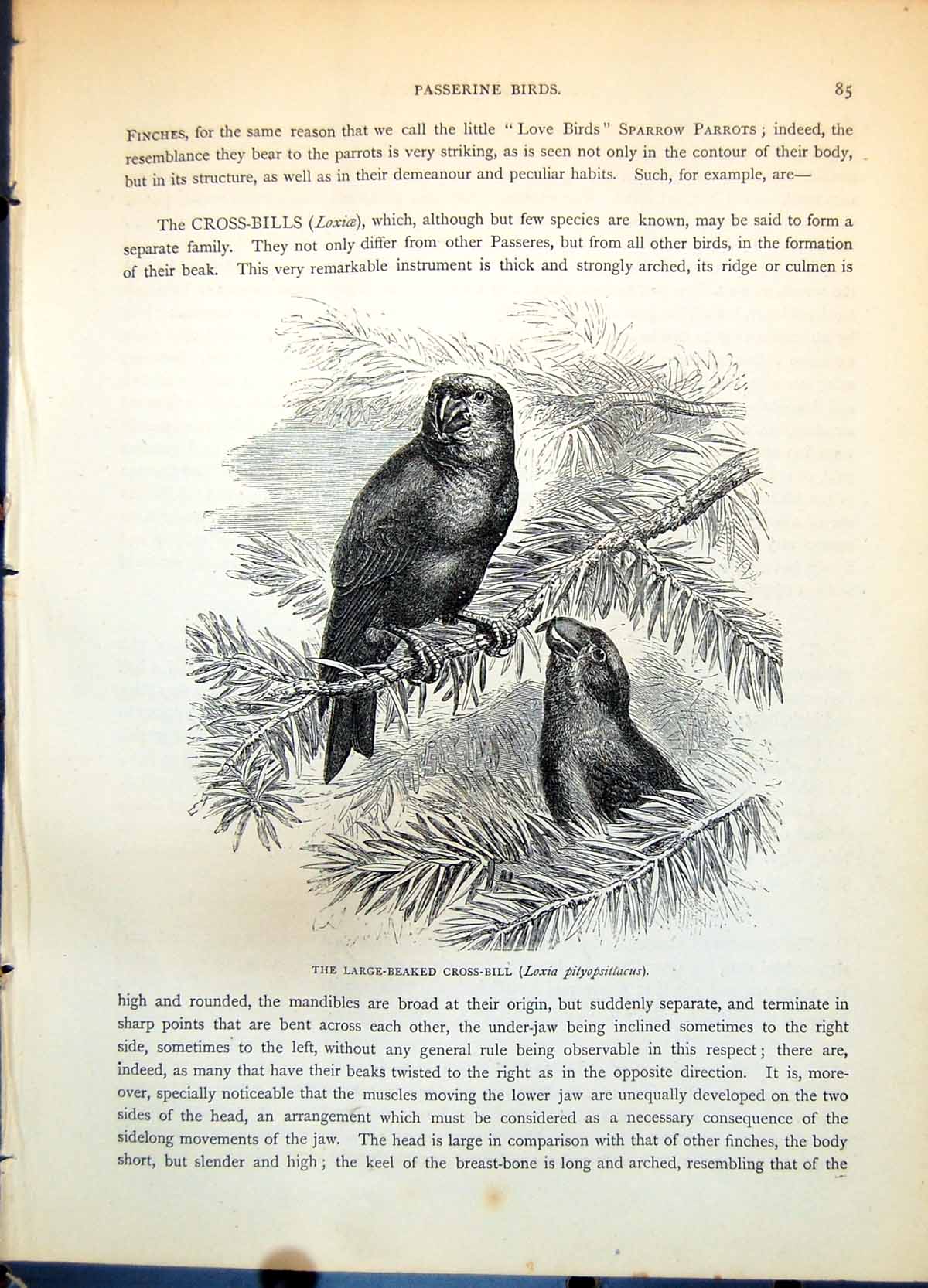 Antique Print Large-Beaked Cross-Bill Loxia Pityopsittacus Pine Tree C1874 19th
