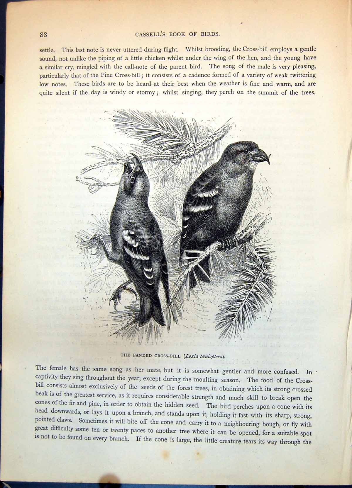 Old Banded Cross-Bill Loxia Taenioptera Pair Pine Tree Needles C1874 Victorian