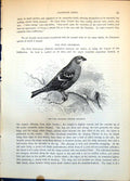 Old Pine Grosbeak Pinicola Enucleator Largest Bullfinch Branch C1874 Victorian