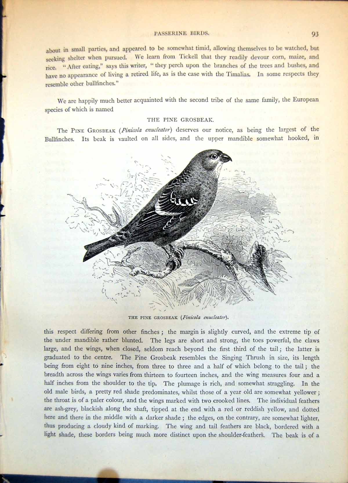 Old Pine Grosbeak Pinicola Enucleator Largest Bullfinch Branch C1874 Victorian