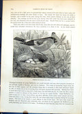 Old Print Female Bullfinch And Nest Five Eggs Foliage Male Branches C1874 19th