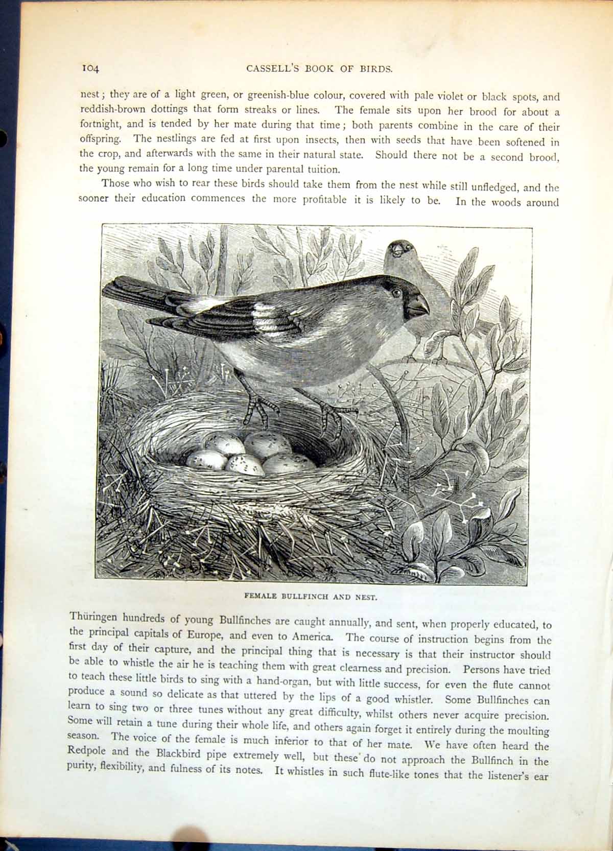 Old Print Female Bullfinch And Nest Five Eggs Foliage Male Branches C1874 19th