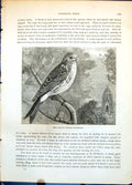 Antique Print Girlitz Serinus Hortulanus Passerine Bird Church Tower C1874 19th