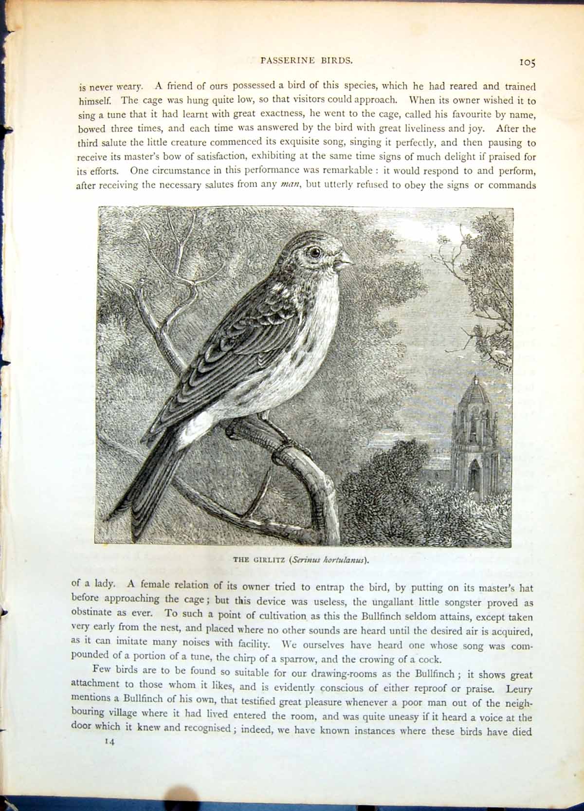 Antique Print Girlitz Serinus Hortulanus Passerine Bird Church Tower C1874 19th