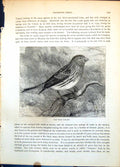 Antique Print Wild Canary Passerine Bird Streaked Feathers Waterside C1874 19th