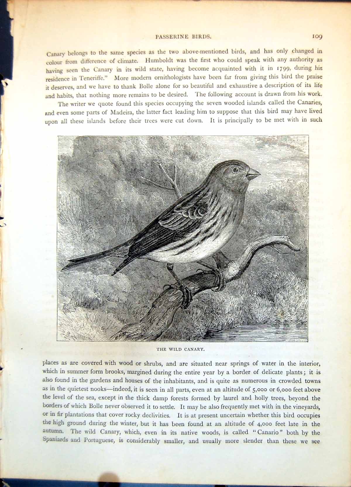 Antique Print Wild Canary Passerine Bird Streaked Feathers Waterside C1874 19th