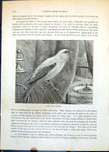 Old Print Tame Canary Passerine Bird Outside Cage Fountain Outside C1874 19th