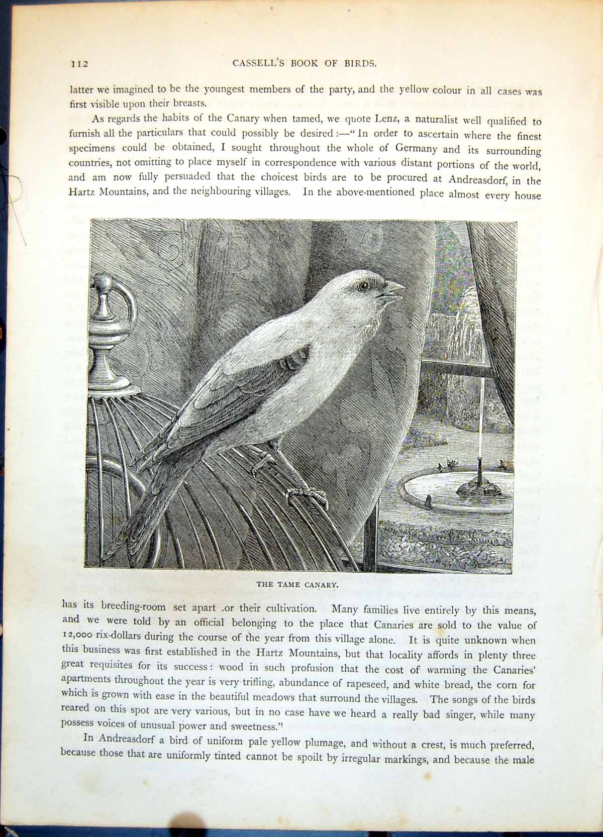 Old Print Tame Canary Passerine Bird Outside Cage Fountain Outside C1874 19th