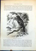 Old Print Chaffinch Fringilla Coelebs Group Woodland Branch Ground C1874 19th