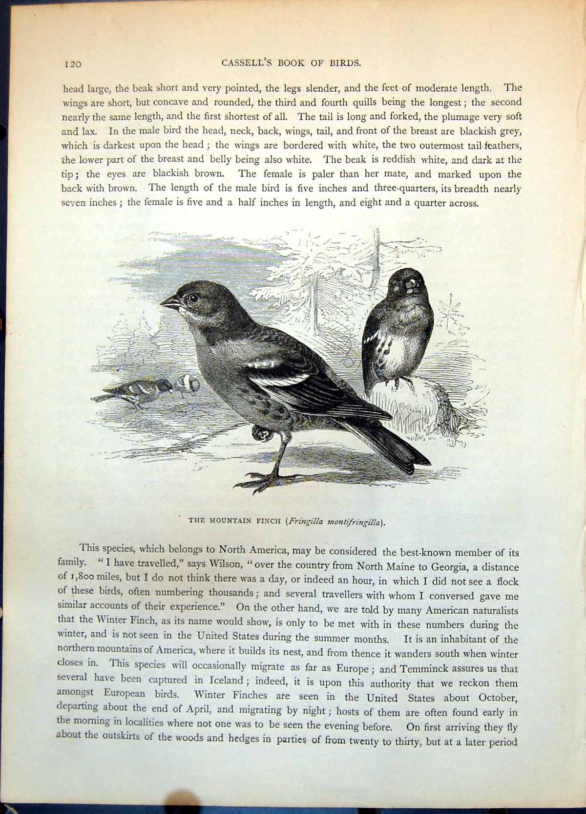 Old Print Mountain Finch Fringilla Montifringilla Group Ground Rock C1874 19th