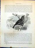 Old Print Brown Linnet Cannabina Linota Low Branch Flowers Farmland C1874 19th