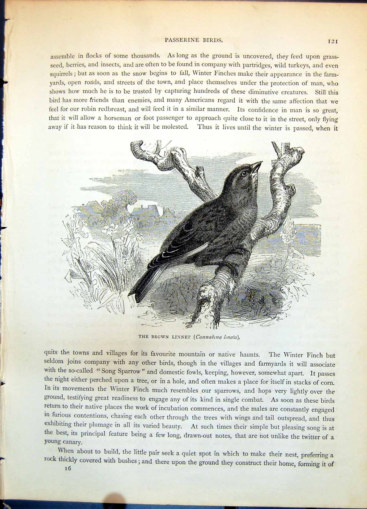 Old Print Brown Linnet Cannabina Linota Low Branch Flowers Farmland C1874 19th