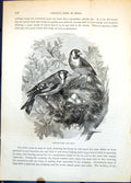 Old Antique Print Gfinches And Nest Male Female Eggs Lichens Branch C1874 19th