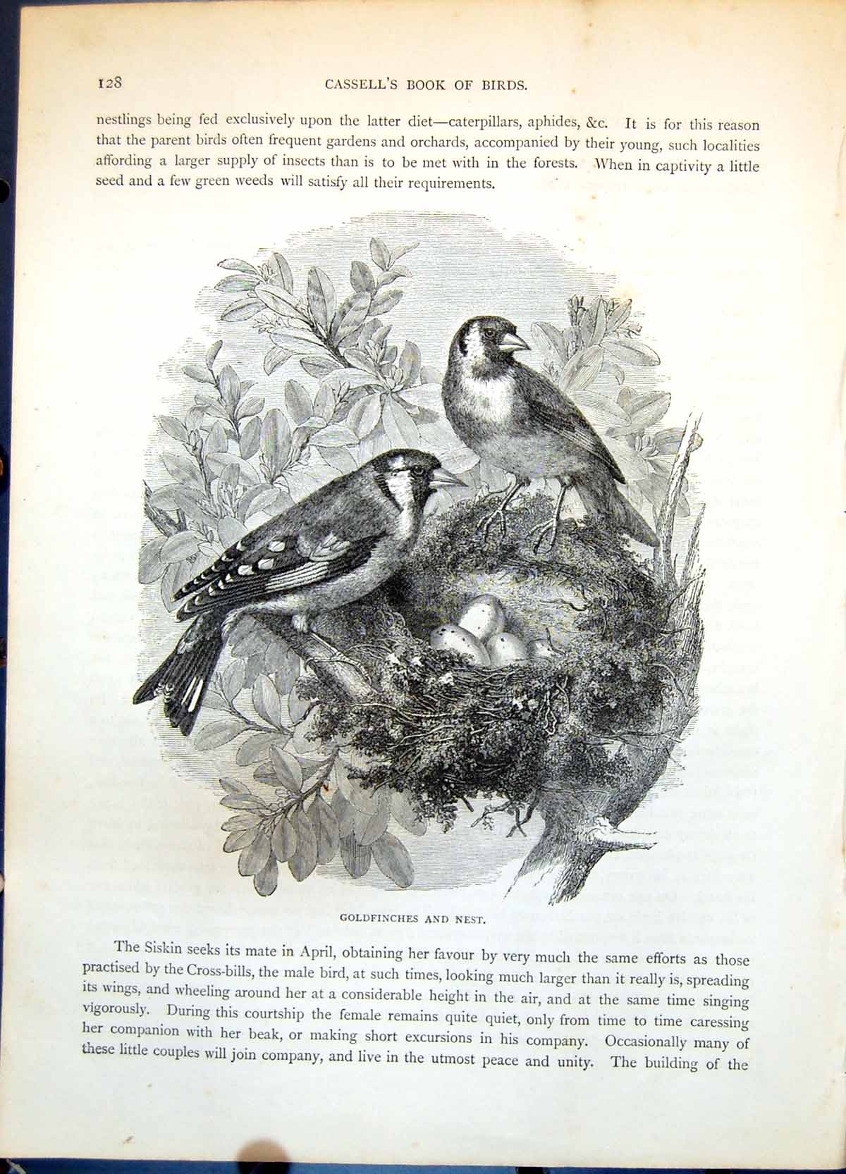 Old Antique Print Gfinches And Nest Male Female Eggs Lichens Branch C1874 19th