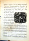 Antique Print Sparrow'S Nest Sparrow Feeding Young Amongst Ivy Branch C1874