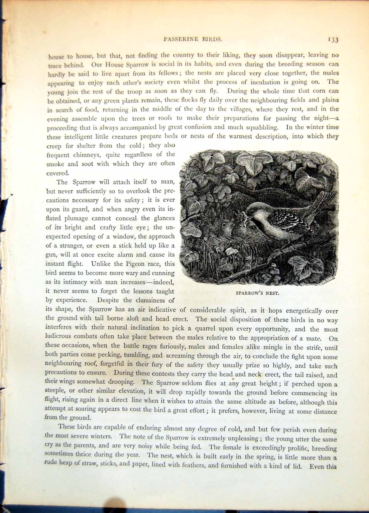 Antique Print Sparrow'S Nest Sparrow Feeding Young Amongst Ivy Branch C1874