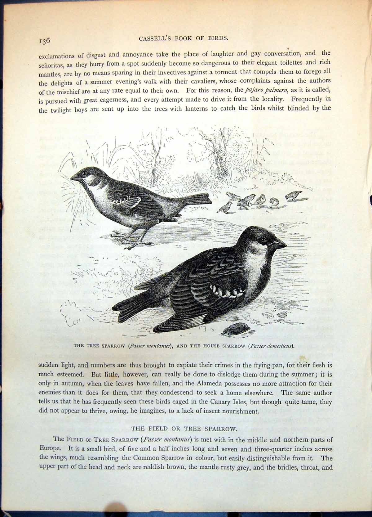 Antique Old Print Tree Sparrow Passer Montanus House Sparrow Domesticus C1874