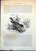 Antique Print Green Grosbeak Chloris Hortensis Low Branch Near House C1874 19th