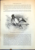 Antique Old Print Rose-Breasted Hawfinch Coccoburus Ludovicianus Branch C1874