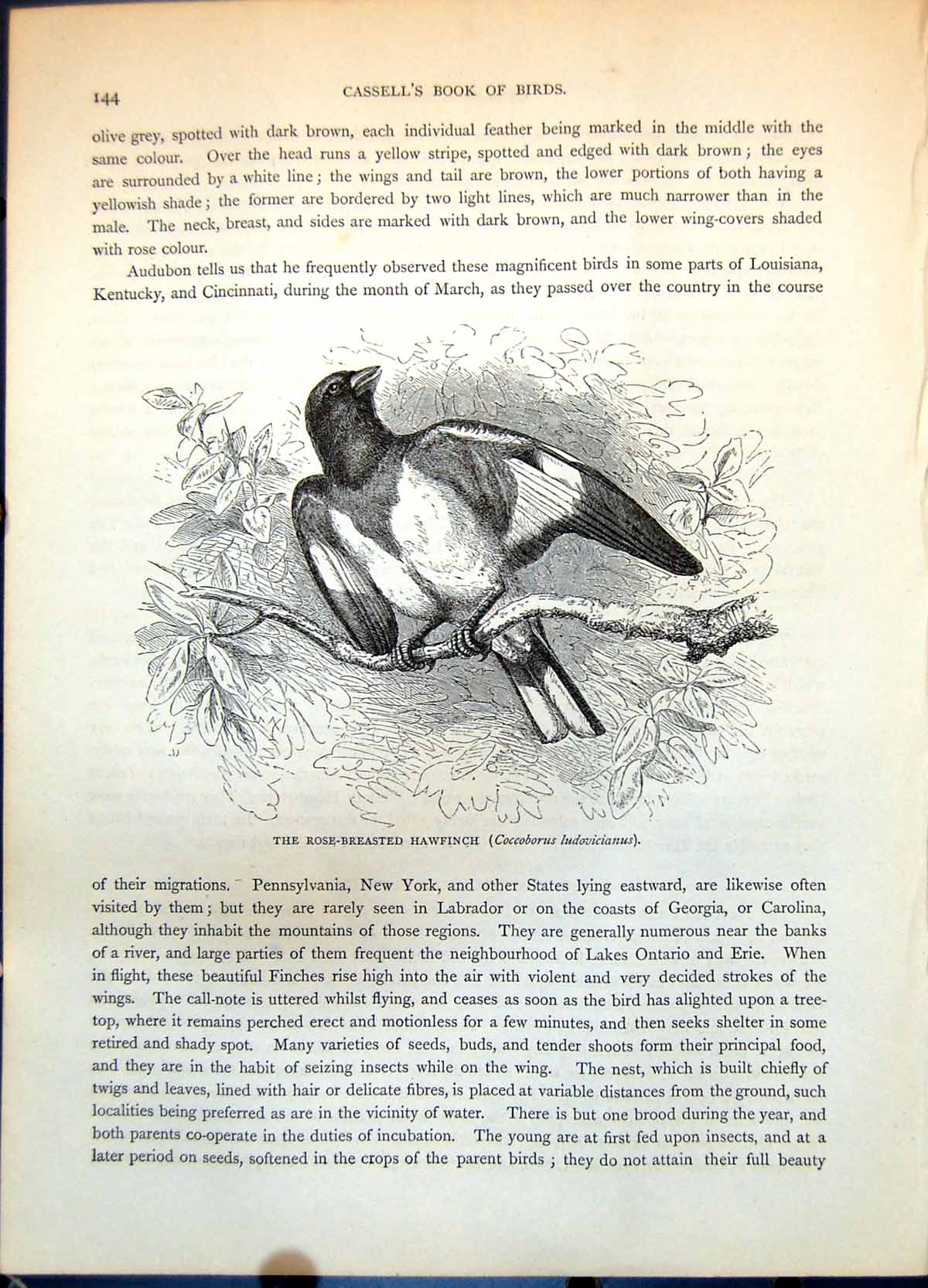 Antique Old Print Rose-Breasted Hawfinch Coccoburus Ludovicianus Branch C1874