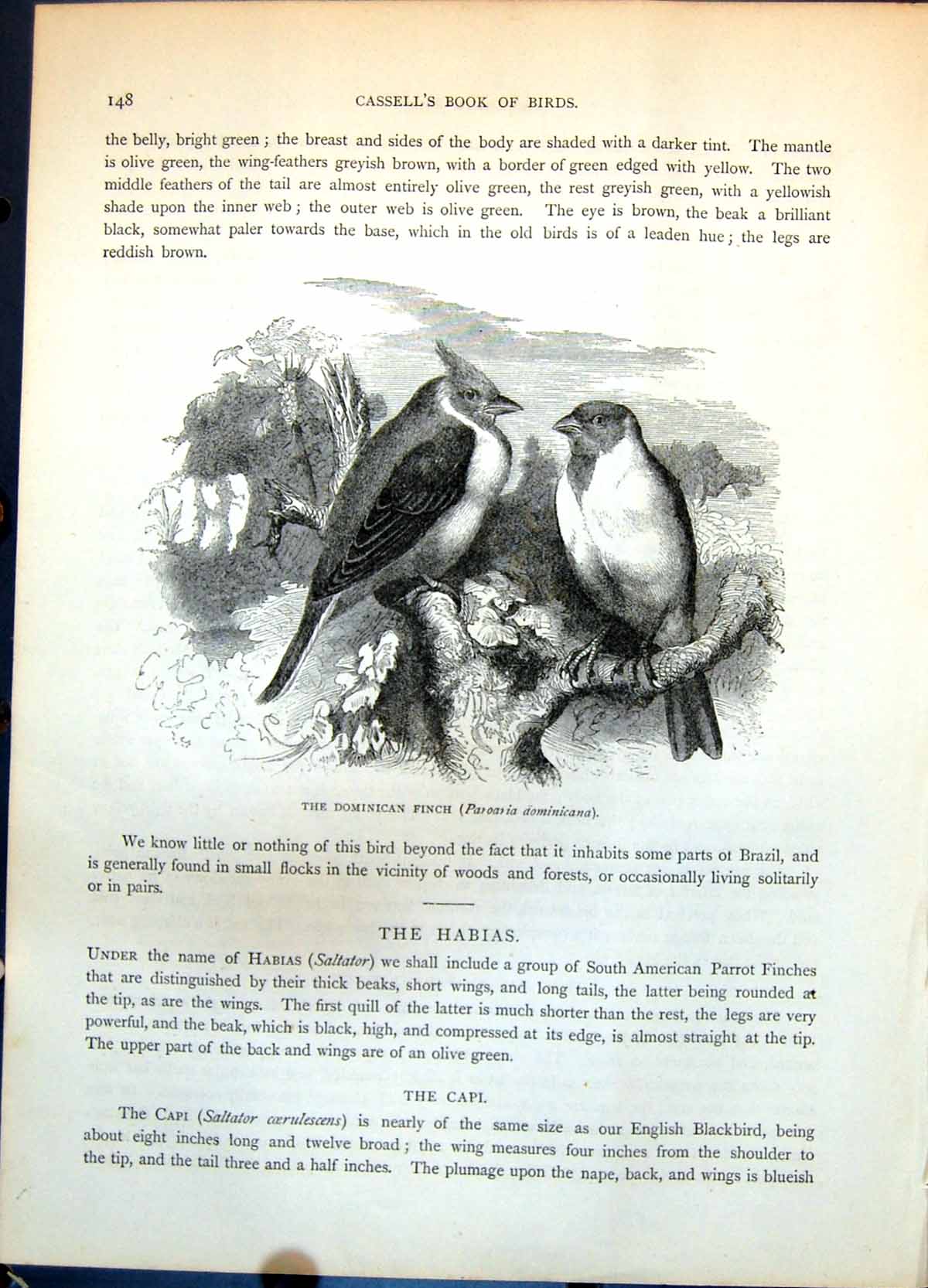 Antique Print Dominican Finch Paroaria Dominicana Pair Seated Branch C1874 19th