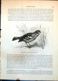 Old Print Rarita Or Rara Phytotoma Rara Passerine Bird Among Grass C1874 19th