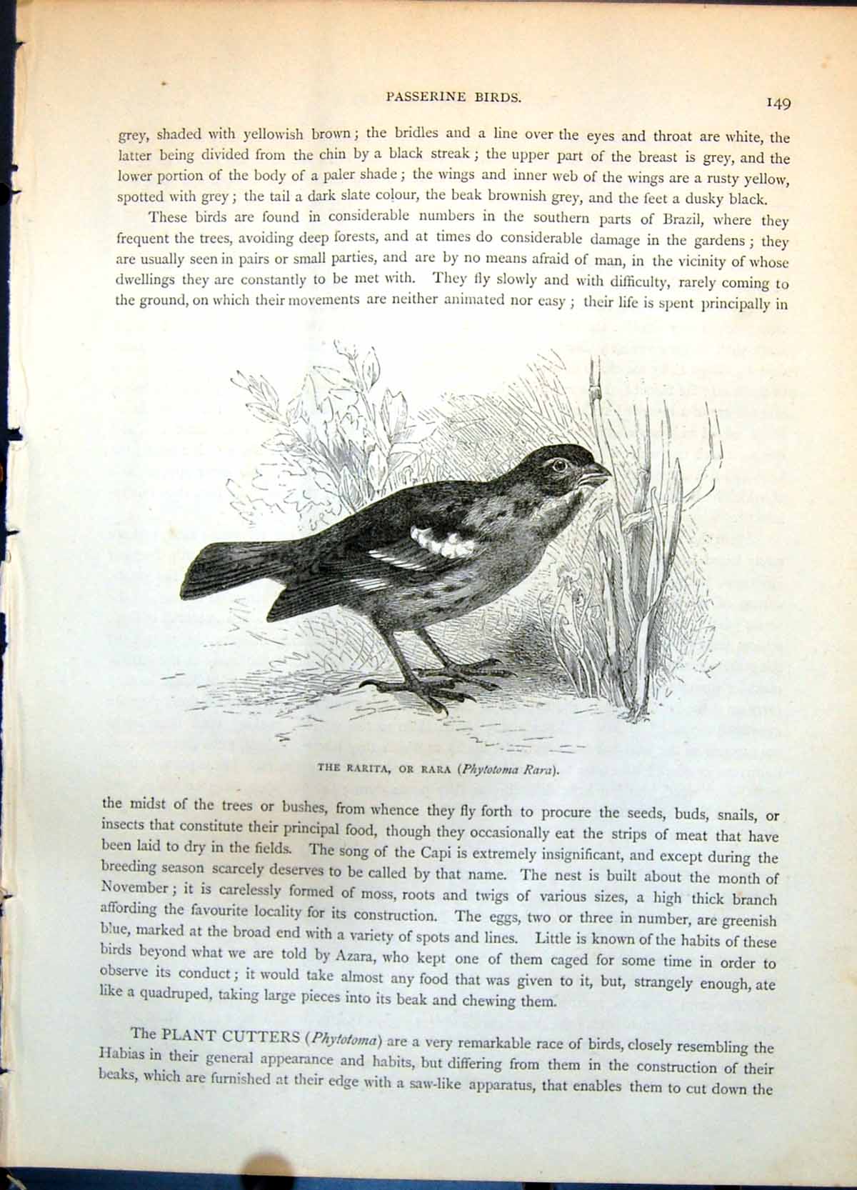 Old Print Rarita Or Rara Phytotoma Rara Passerine Bird Among Grass C1874 19th