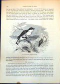 Antique Print Guttarama Euphone Violacea Passerine Bird Group Tropics C1874