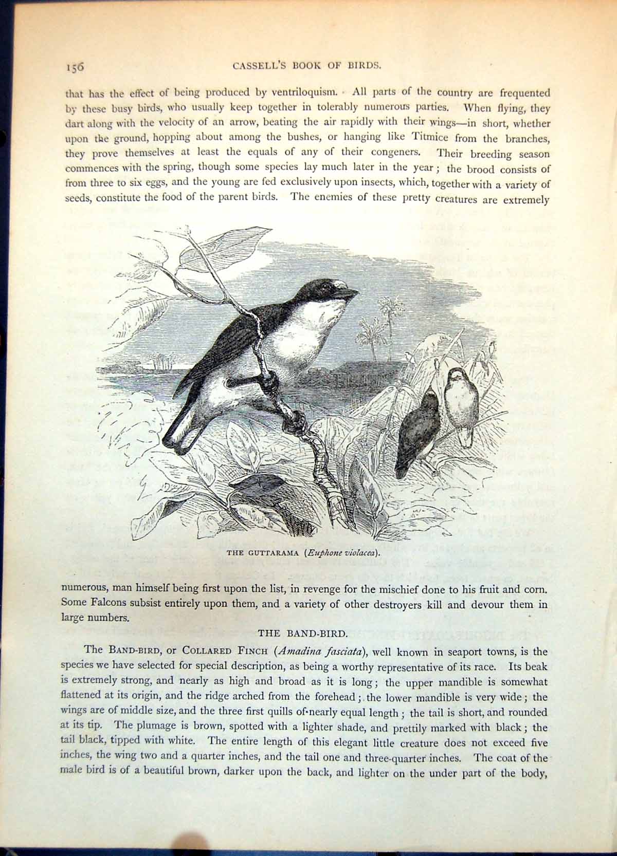 Antique Print Guttarama Euphone Violacea Passerine Bird Group Tropics C1874
