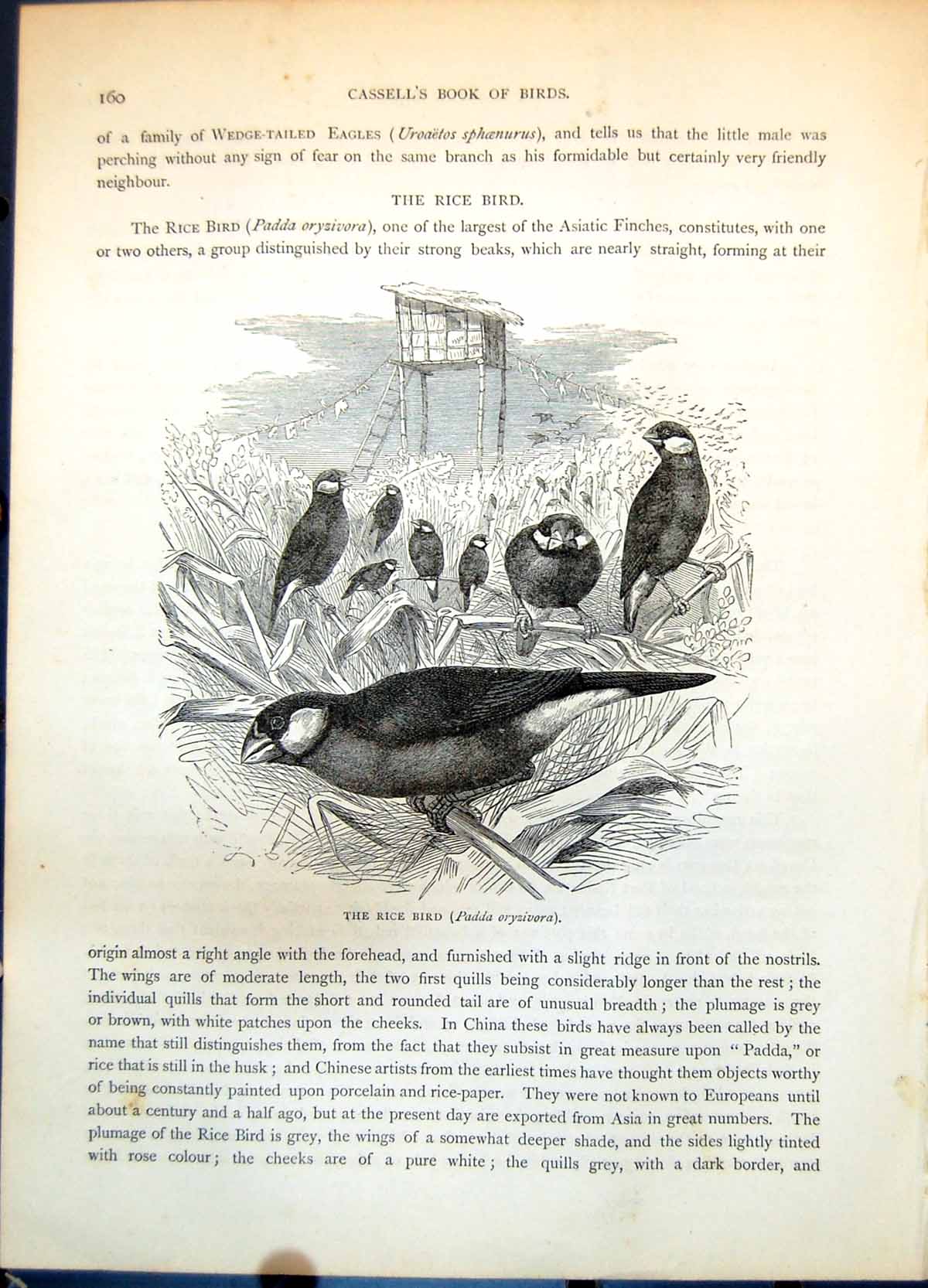 Old Print Rice Bird Padda Oryzivora Asiatic Large Finch Group Field C1874 19th