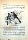Old Print Pheasant Finch Astrilda Undulata Passerine Bird Pair Wood C1874 19th