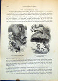 Old Print Nests Mahali Weaver Bird Social Philetaerus Socius Trees C1874 19th