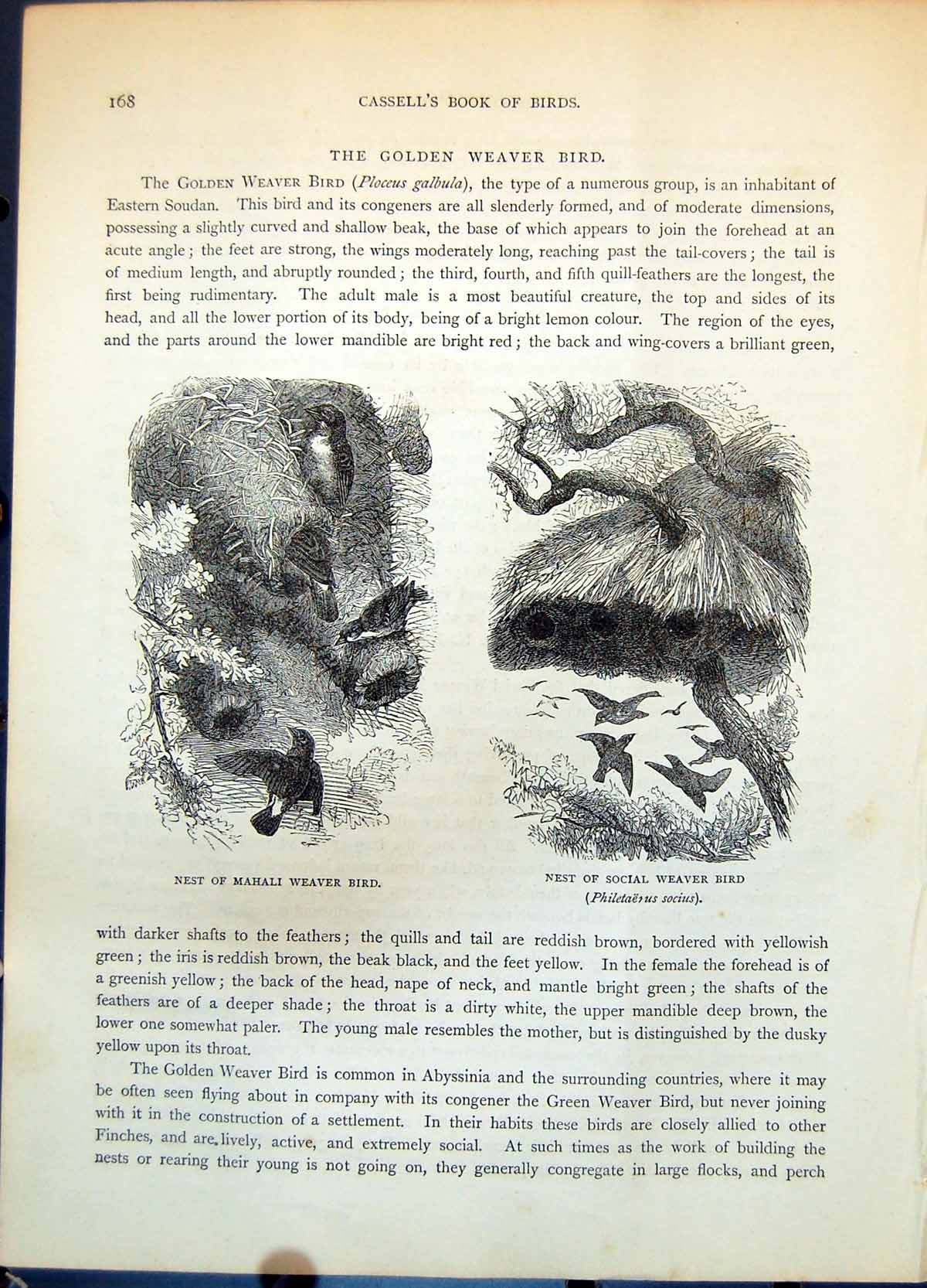 Old Print Nests Mahali Weaver Bird Social Philetaerus Socius Trees C1874 19th