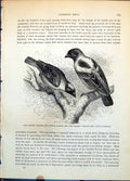 Old Antique Print Gen Weaver Bird Ploceus Galbula Masked Larvatus C1874 19th