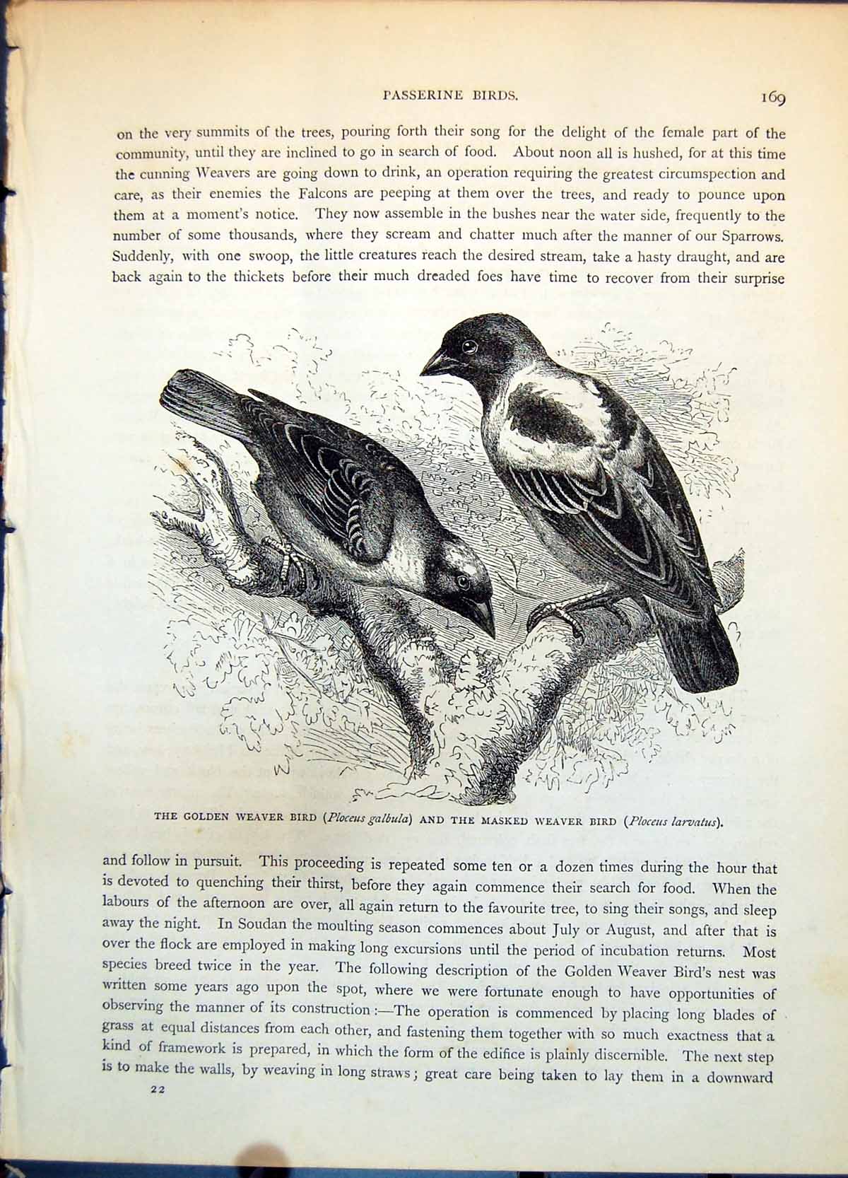 Old Antique Print Gen Weaver Bird Ploceus Galbula Masked Larvatus C1874 19th