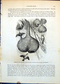 Antique Print Nest Gen-Fronted Weaver Bird Oriolinus Icterocephalus C1874 19th