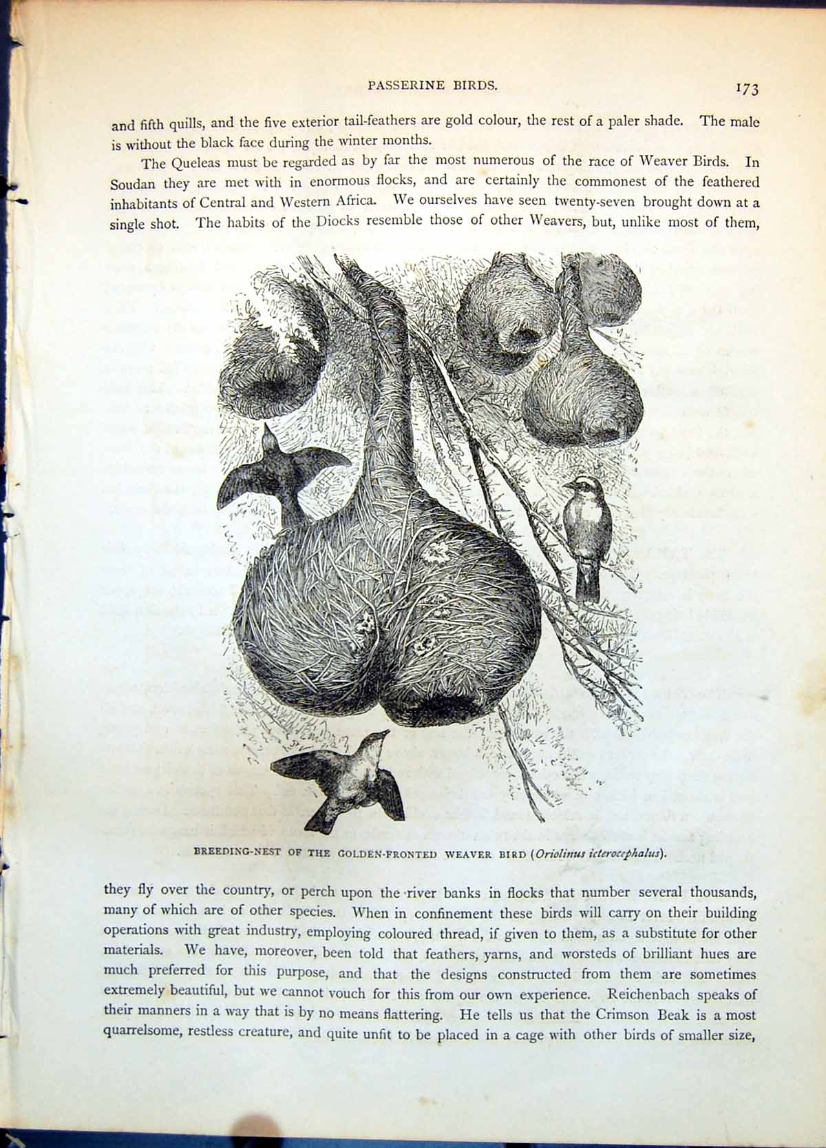 Antique Print Nest Gen-Fronted Weaver Bird Oriolinus Icterocephalus C1874 19th