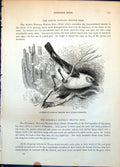 Old Dinemelli'S Buffalo Weaver Bird Textor Dinemellii Wood Cacti C1874 19th