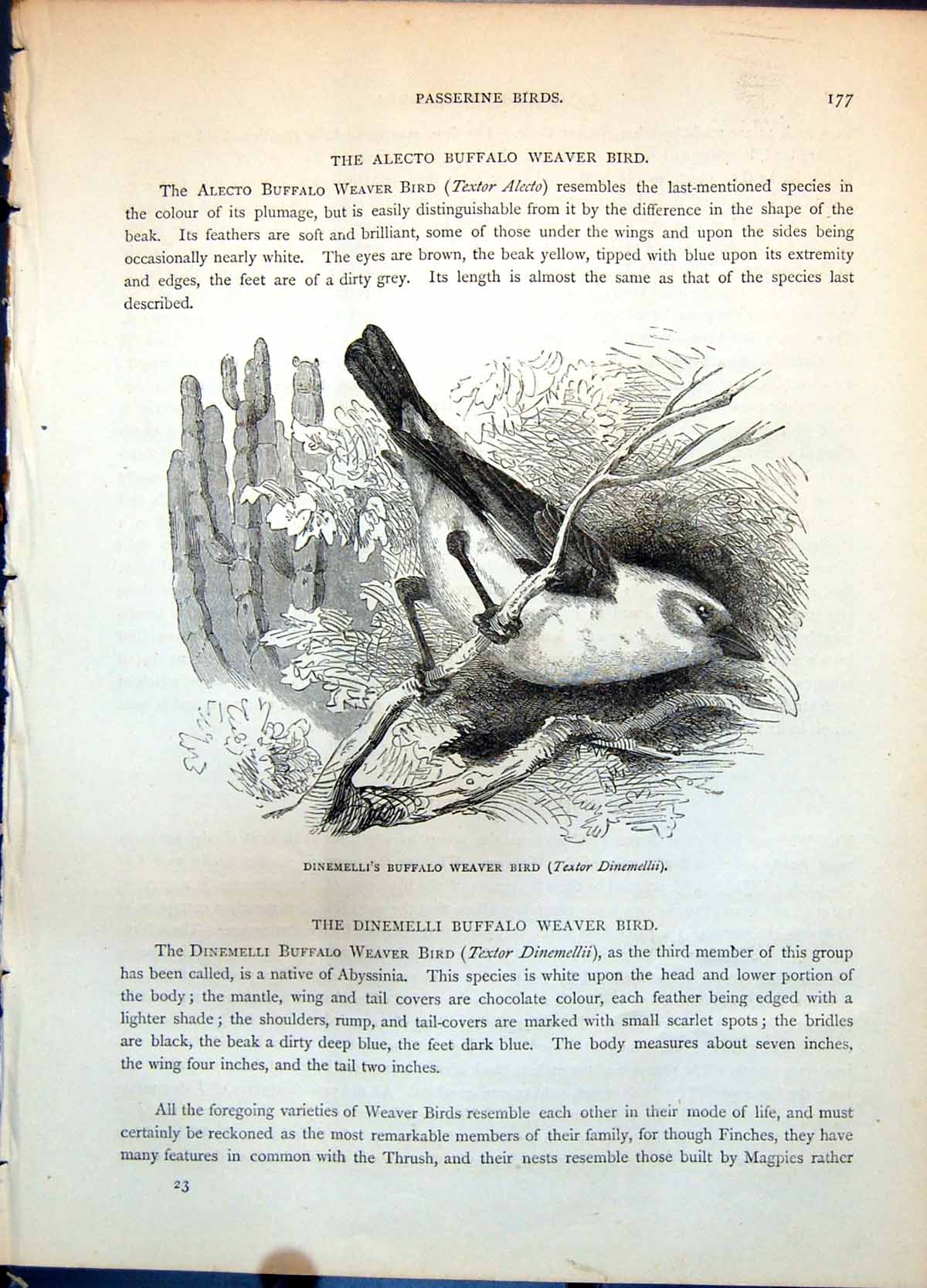 Old Dinemelli'S Buffalo Weaver Bird Textor Dinemellii Wood Cacti C1874 19th