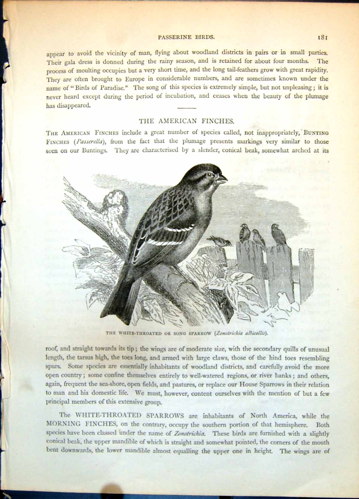 Antique Old Print White-Throated Or Song-Sparrow Zonotrichia Albicollis C1874