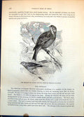 Antique Old Print Ortolan Garden Bunting Glycyspina Hortulana Blossom C1874
