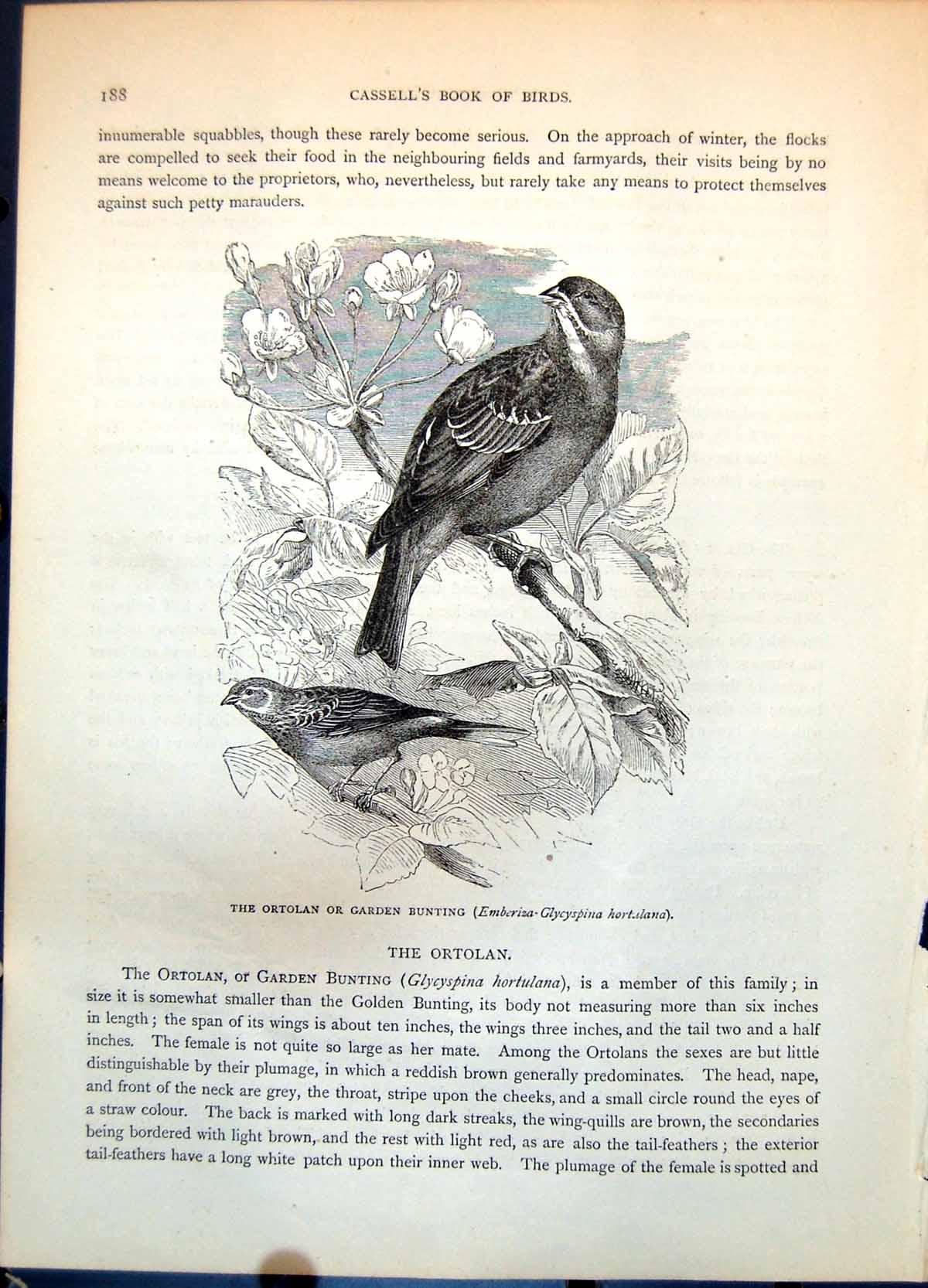 Antique Old Print Ortolan Garden Bunting Glycyspina Hortulana Blossom C1874