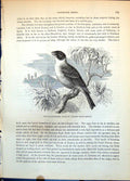 Old Print Black-Headed Bunting Euspisa Melanocephala Tree Buildings C1874 19th