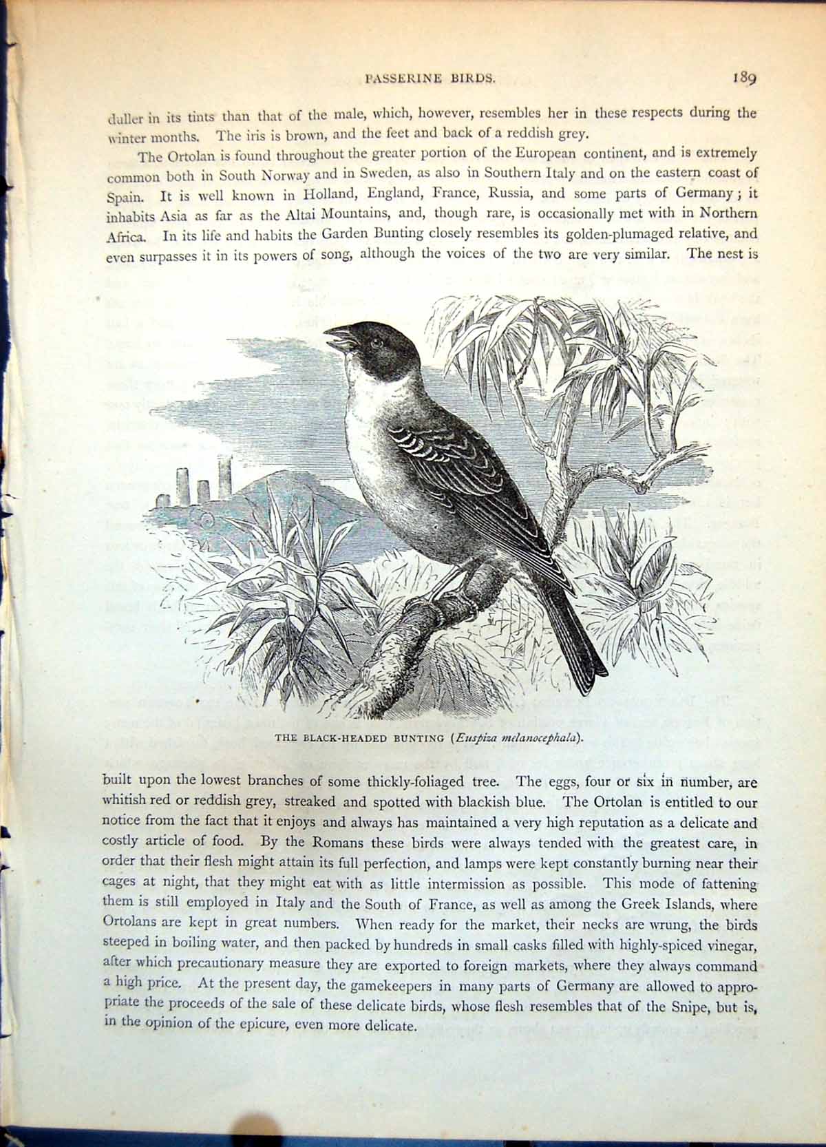 Old Print Black-Headed Bunting Euspisa Melanocephala Tree Buildings C1874 19th