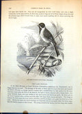 Antique Old Print Reed Bunting Cynchramus Schoeniclus Waterside Plants C1874