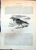 Antique Print Calandra Lark Melanocorypha Calandra Southern European C1874 19th