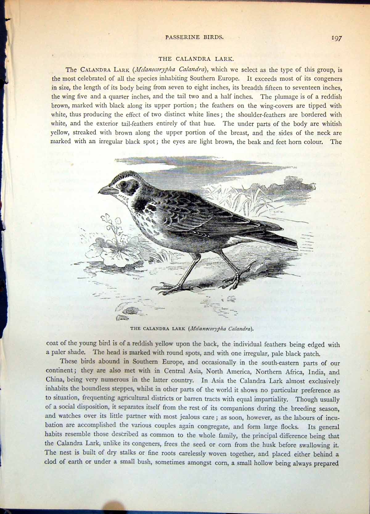 Antique Print Calandra Lark Melanocorypha Calandra Southern European C1874 19th