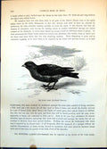 Old Moor Lark Saxilauda Tatarica Ground Vegetation Passerine Bird C1874 19th