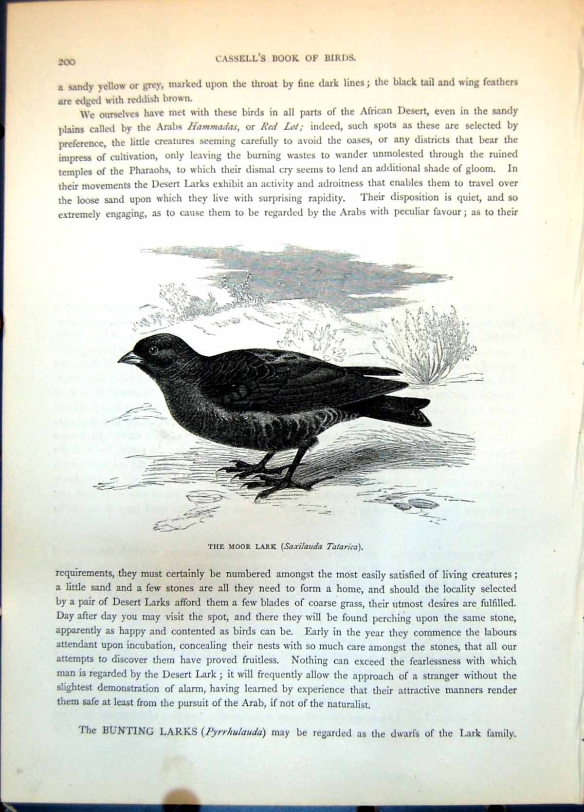 Old Moor Lark Saxilauda Tatarica Ground Vegetation Passerine Bird C1874 19th